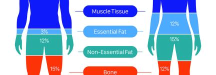 Human body composition chart